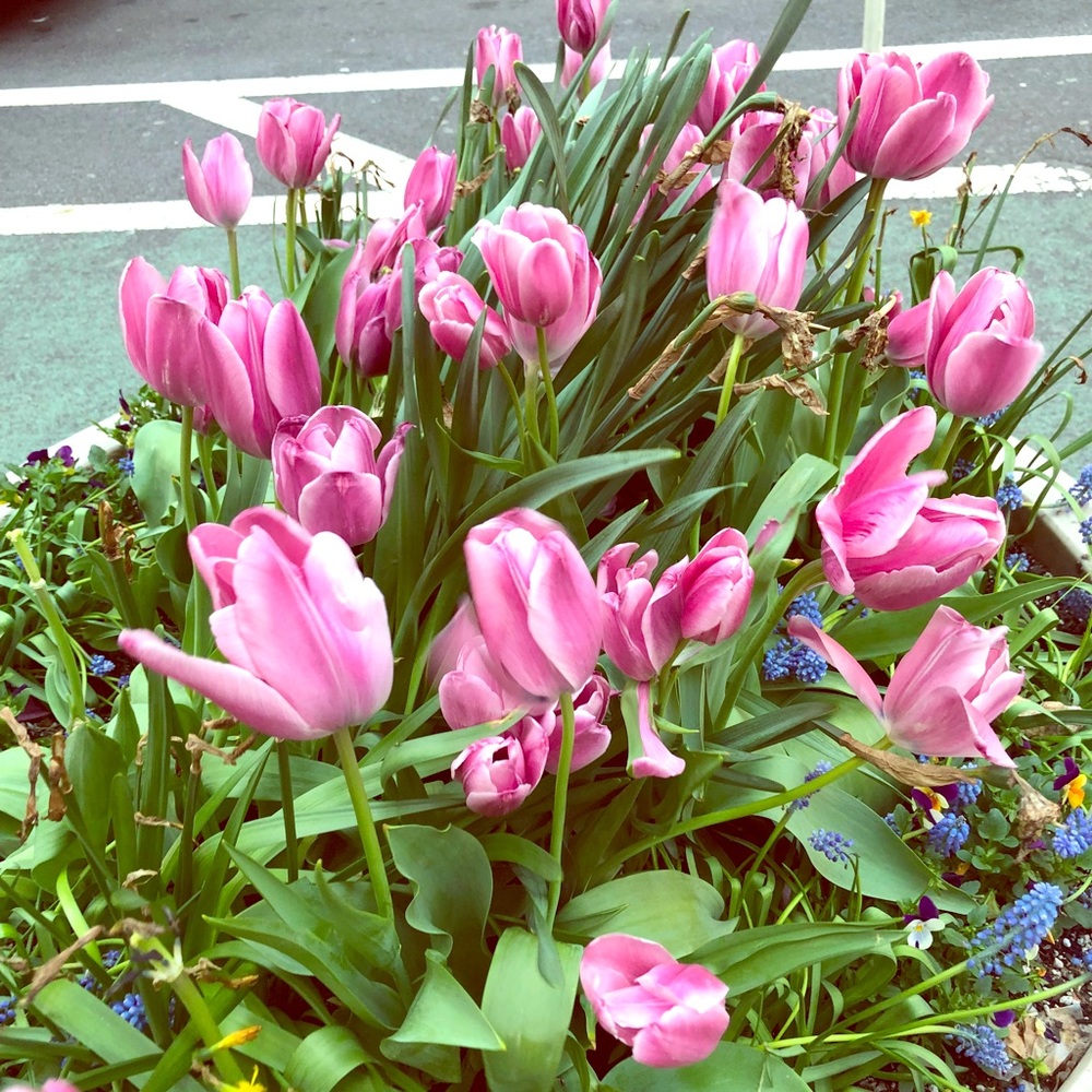 Meet your Posher, Fany